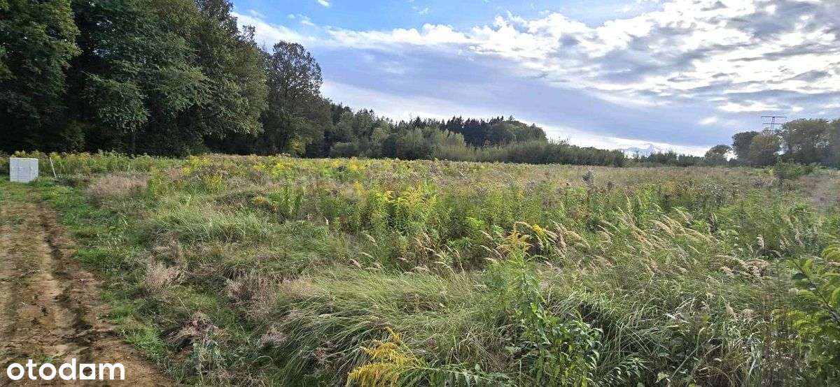 NOWA NIŻSZA CENA! działka budowlana w OLSZYNIE - Pełny obrazek: 5/6