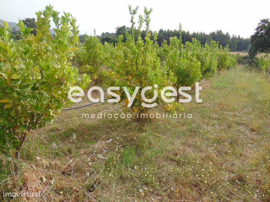 Quinta T0 de 5H situada em São Vicente da Beira, Castelo Branco - Grande imagem: 3/49