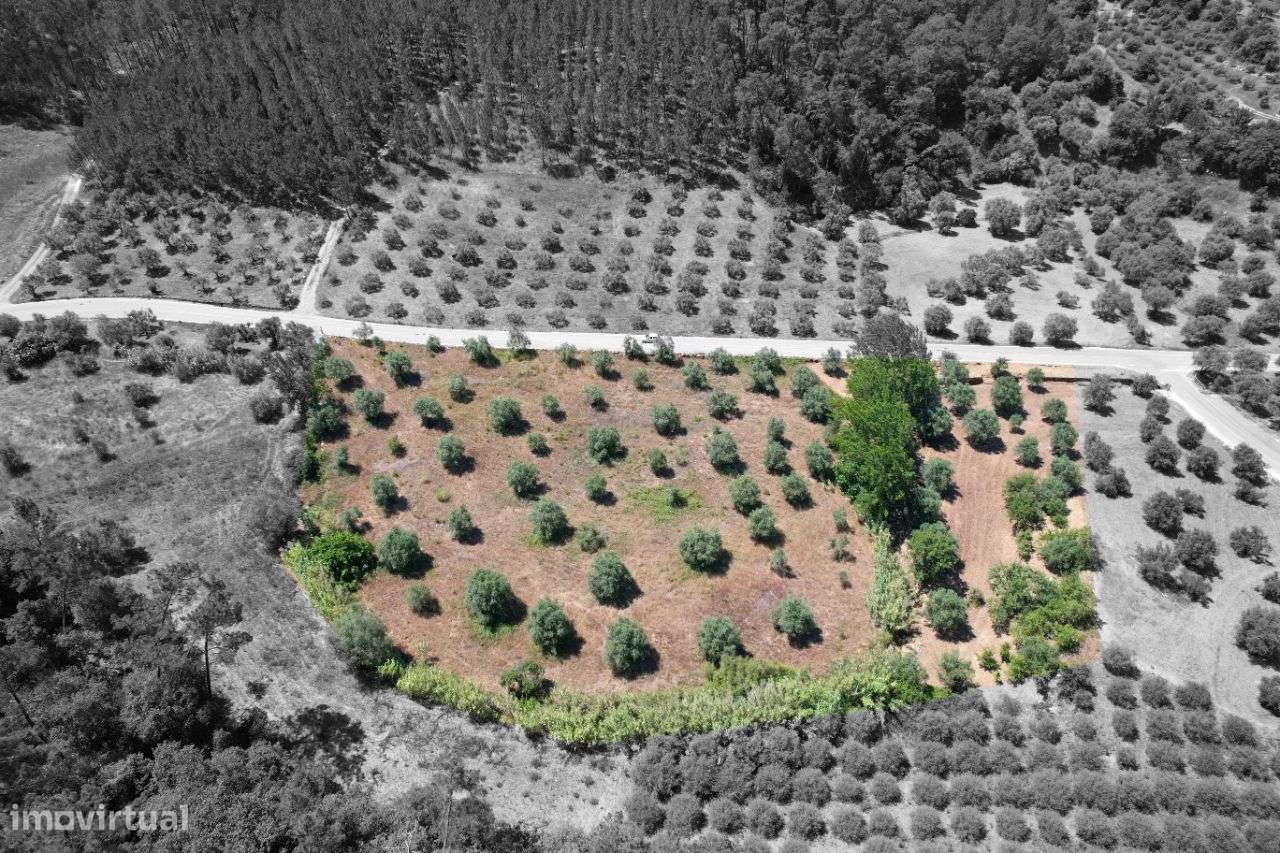 Terreno com oliveiras - Grande imagem: 3/14