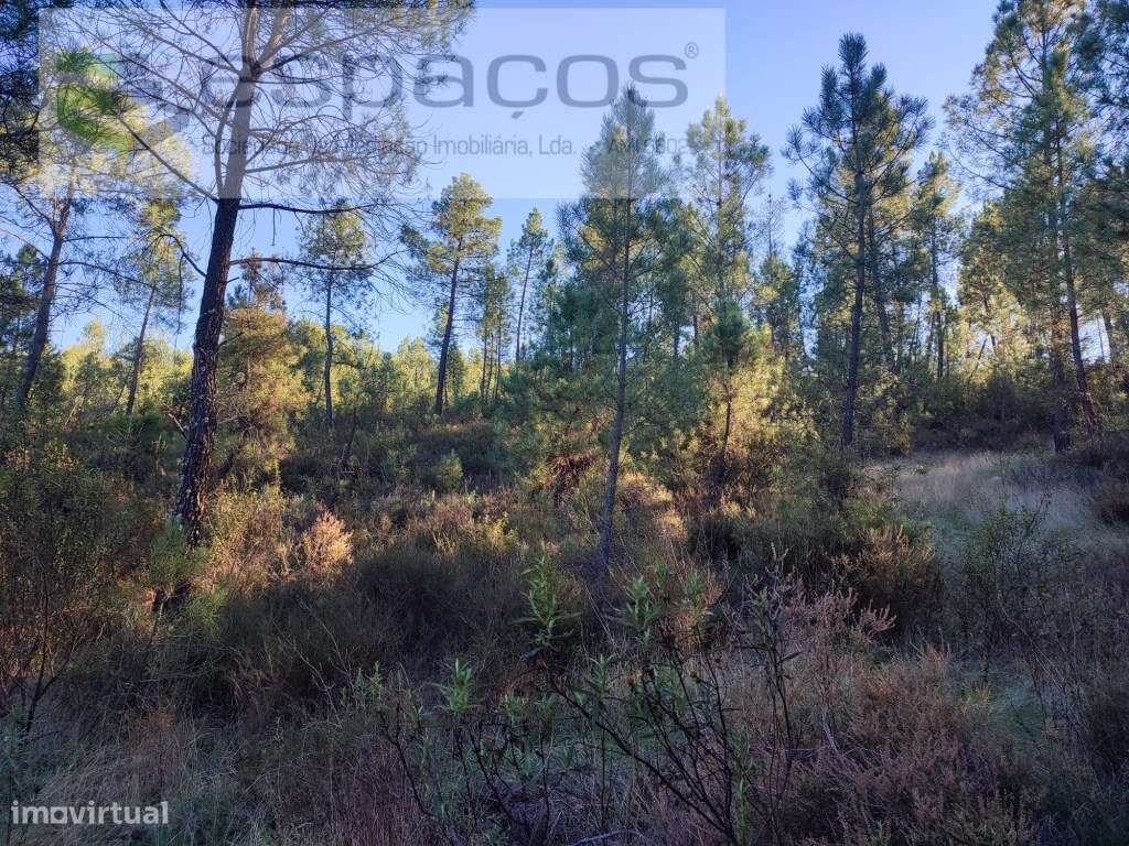 Terrenos de aptidão florestal - Grande imagem: 5/8