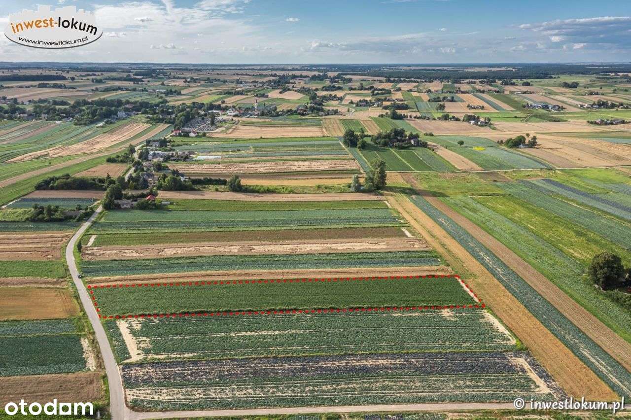 Działka, 8 000 m², Tczyca - Pełny obrazek: 4/6