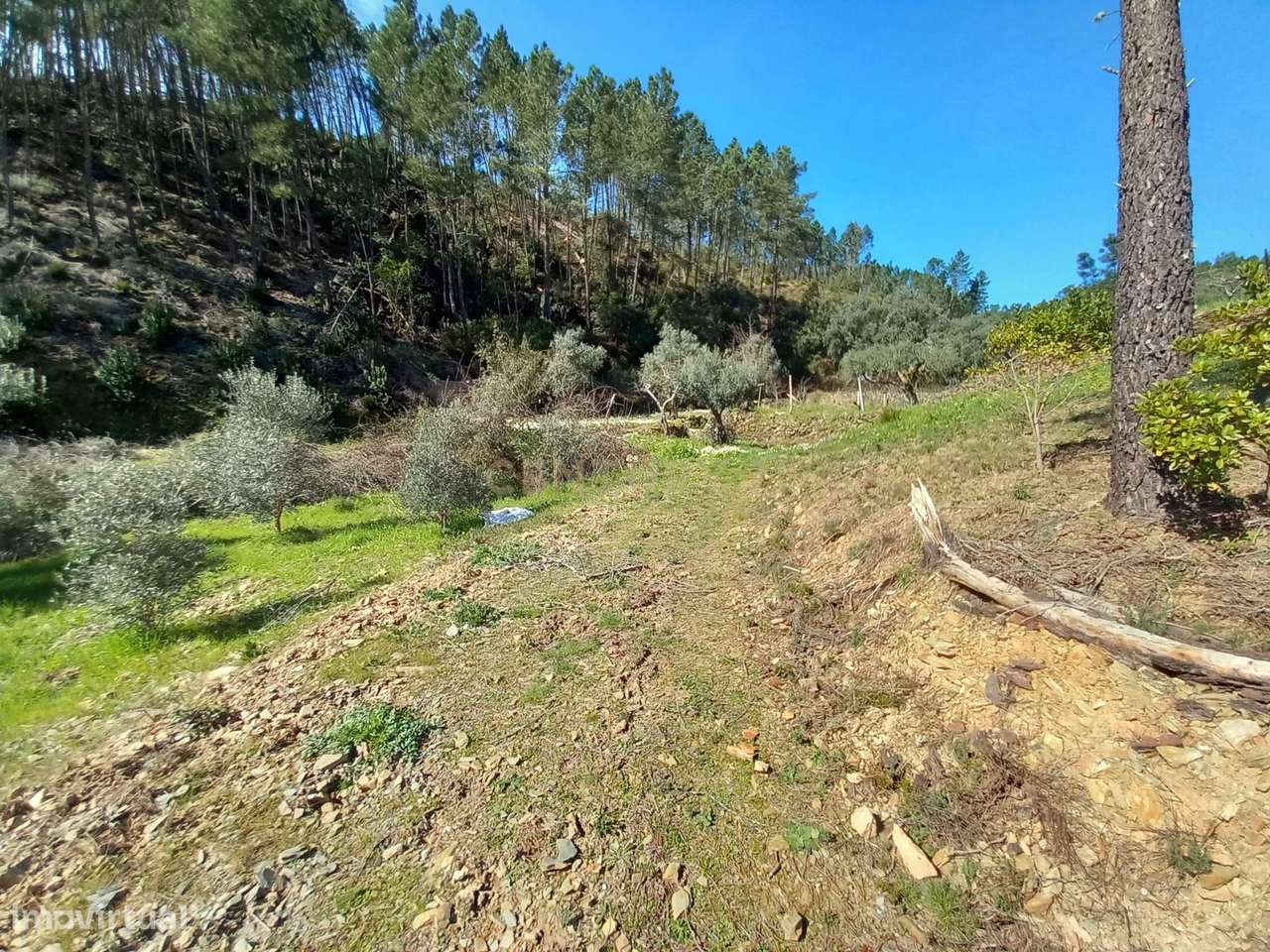 Terreno para Recuperação em Sarzedas, Castelo Branco - Grande imagem: 3/28