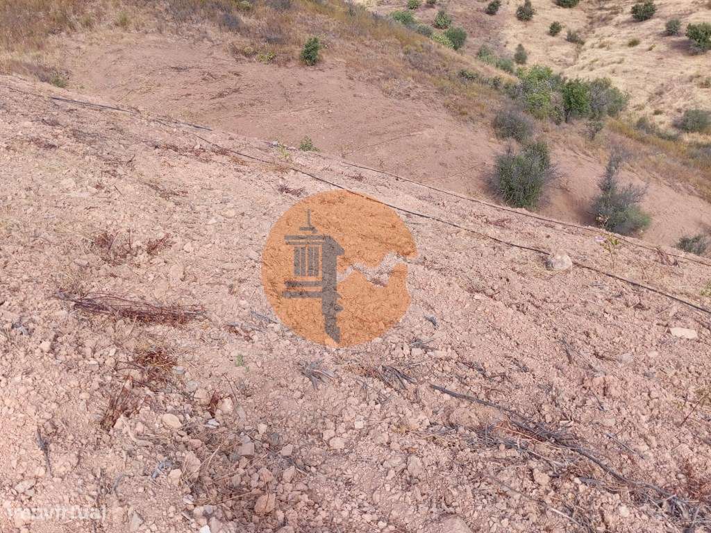 Terreno Rustico com plantação de alfarrobeiras-8