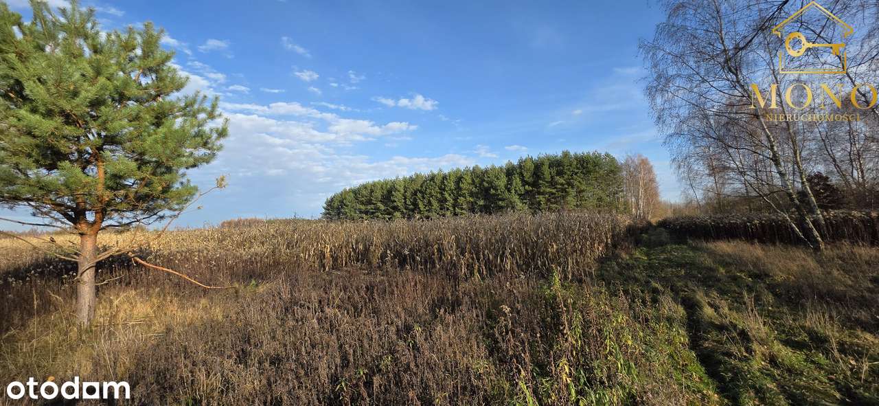 Działka 1,61 ha ok. 10 km od Buska-Zdrój-2