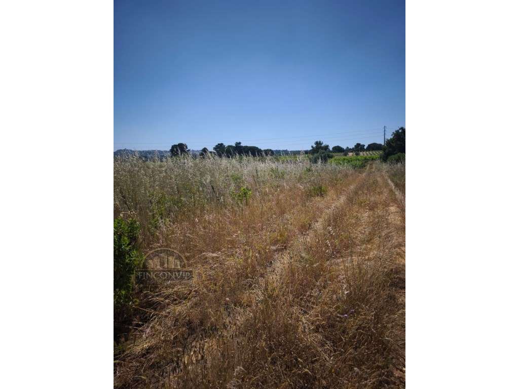 Dois lotes de terrenos rústicos na Quinta de Serralheiras em Palmela - Grande imagem: 4/13
