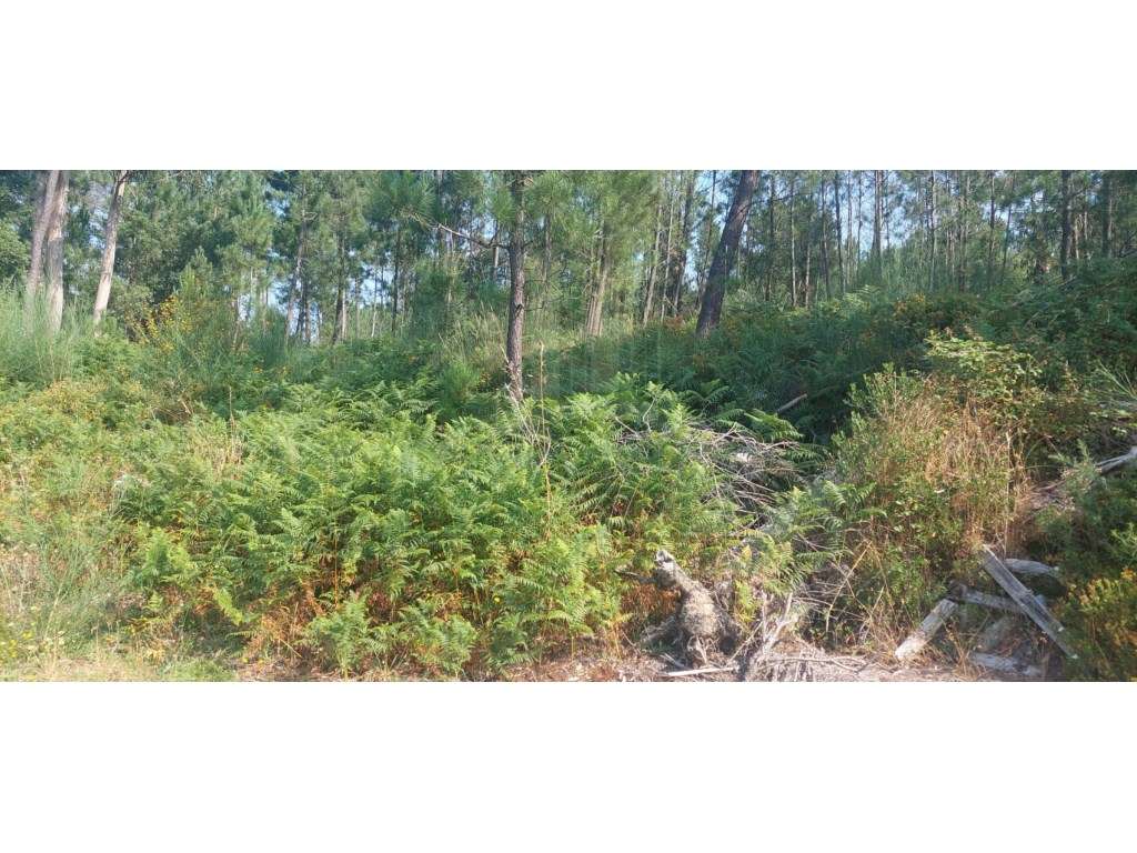 Terreno de construção para venda em Gondomil - Grande imagem: 5/9