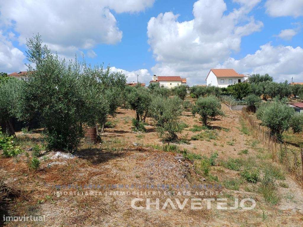 Moradia de Campo com Terreno, Furo de Água e Olival-42