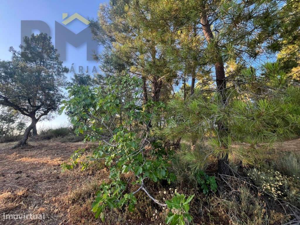 Terreno rústico com 6.600m2, para venda, em Freixial do Campo. - Grande imagem: 5/12