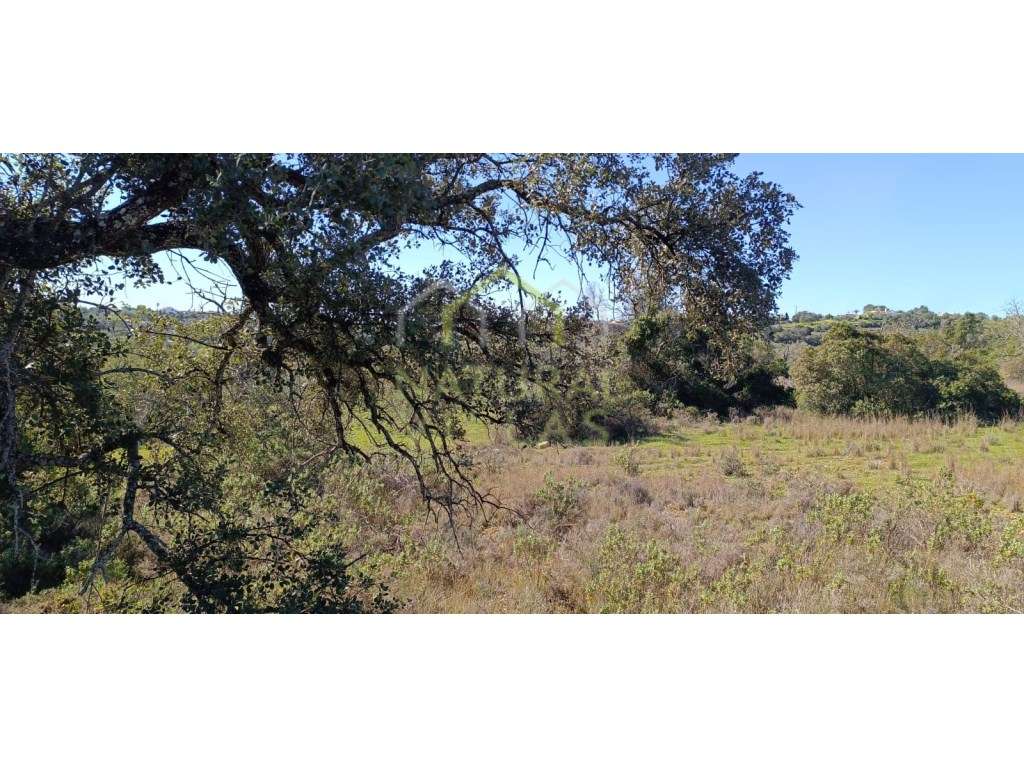 2 Terrenos Rústicos em Agostos, Santa Bárbara de Nexe, pelo Preço d... - Grande imagem: 3/10