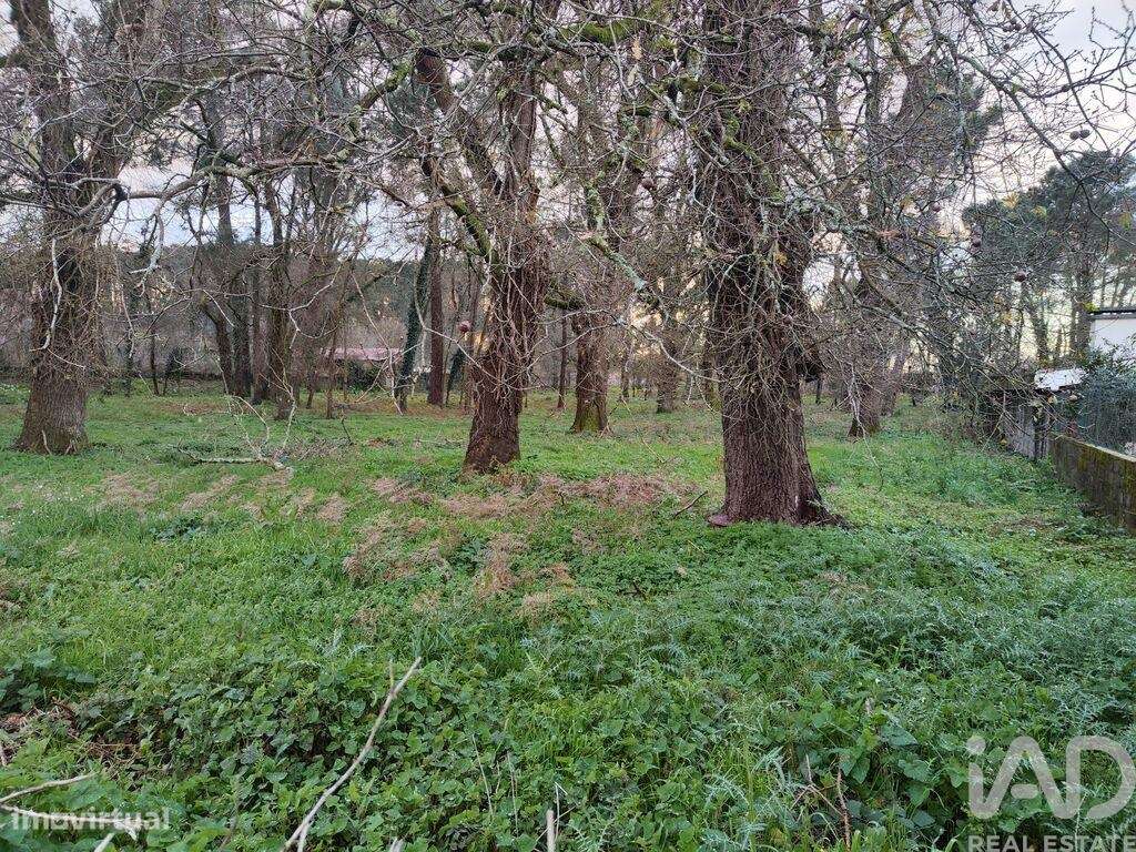Terreno para construção em Monção e Troviscoso de 7800,00 m2 - Grande imagem: 5/7
