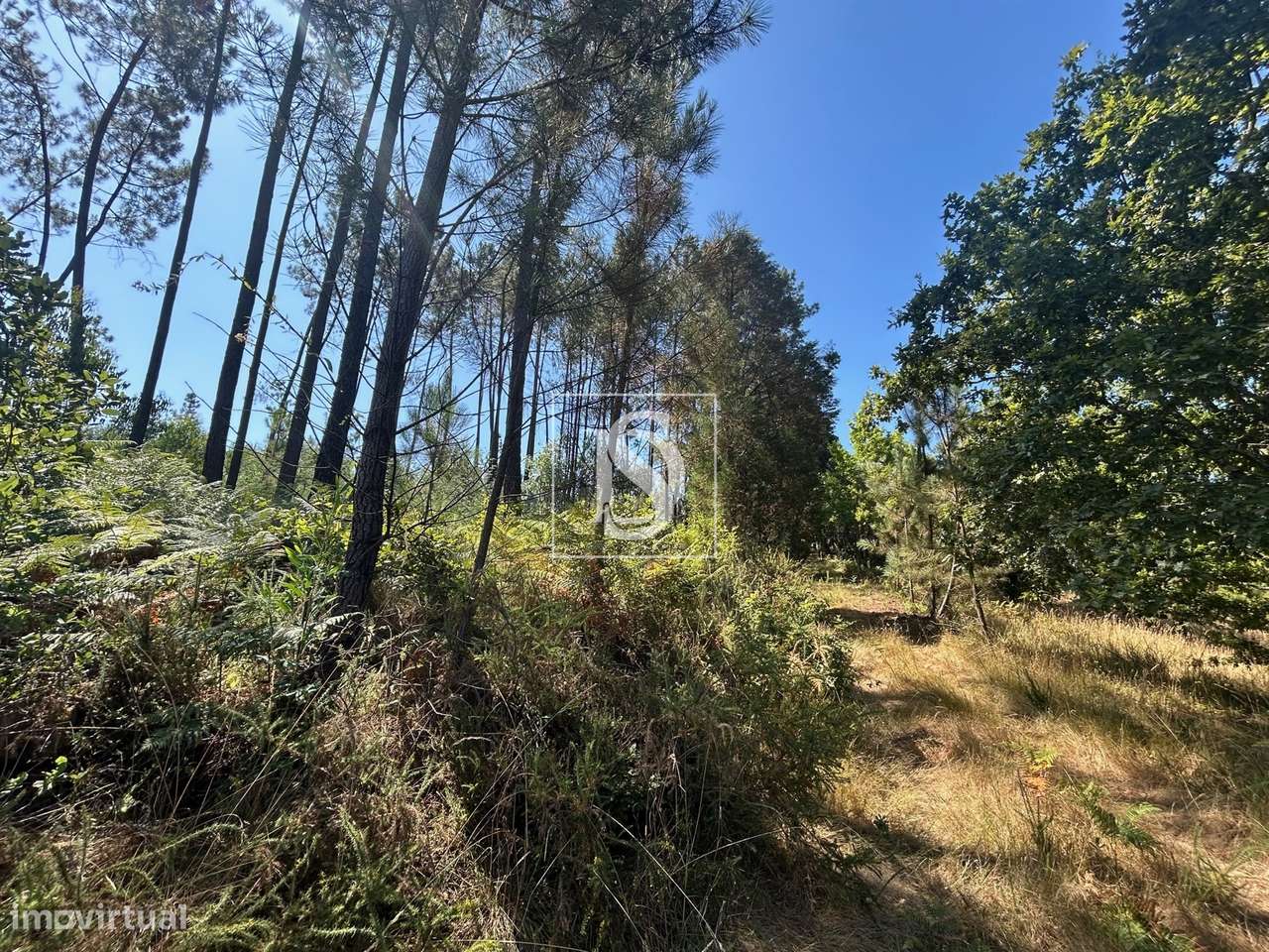Quinta com 24.300m² em Vale de Açores, Mortágua-56