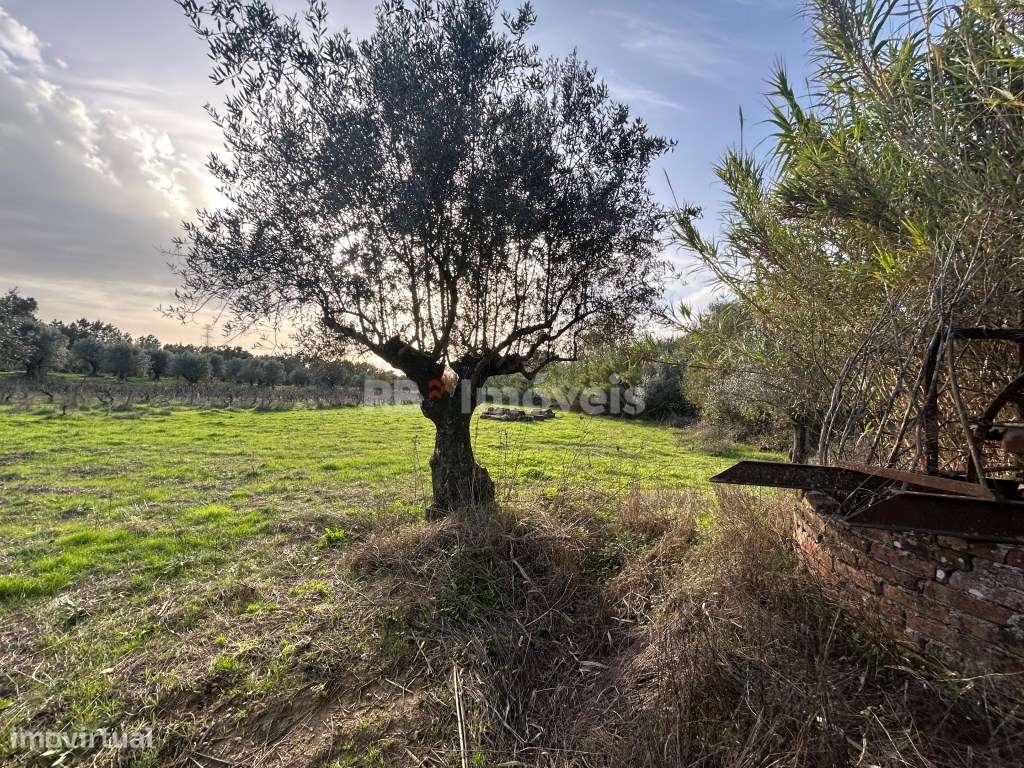 Terreno rústico 3 poços - Cardelas, Tomar - Grande imagem: 4/33