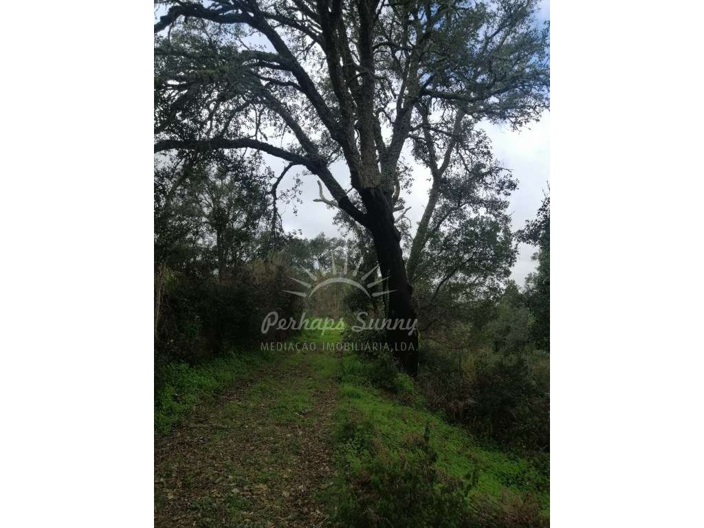 Quinta em Relíquias - Odemira-25