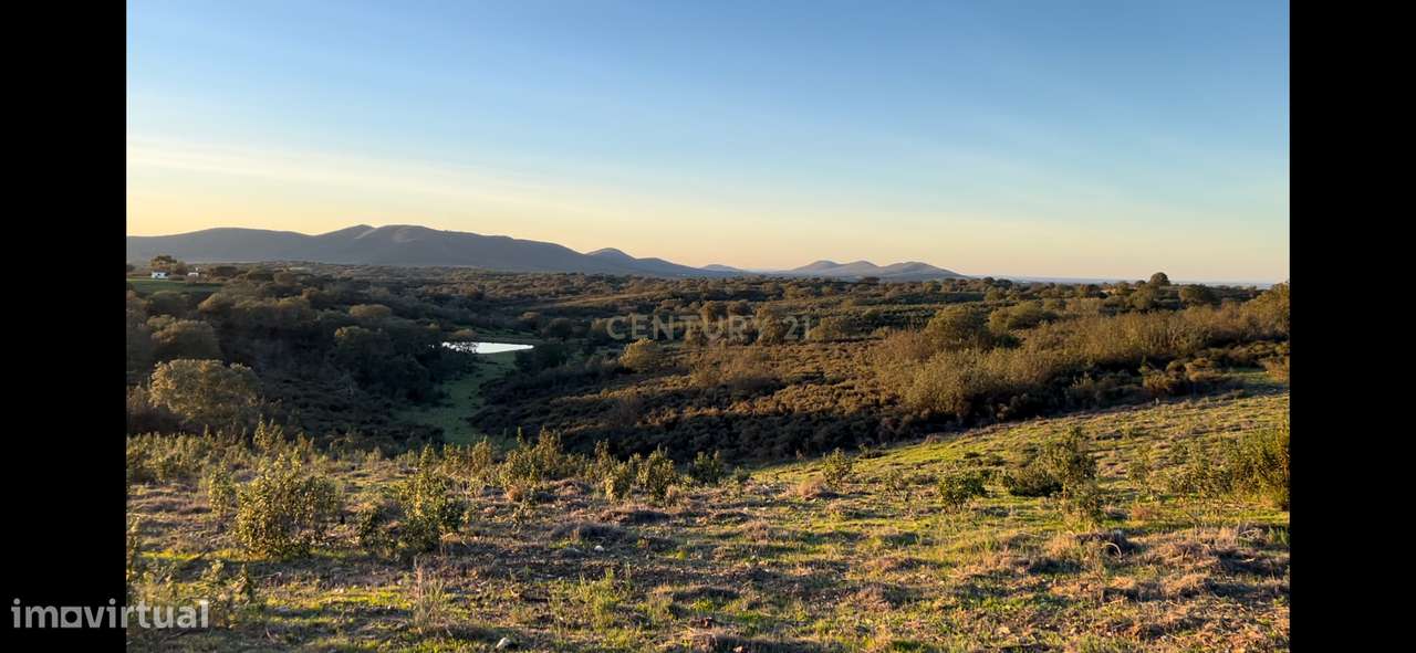 Terreno Montado Sobreiros/Azinheiras , 43 Hectares, Vale de Grou - Sob - Grande imagem: 4/26