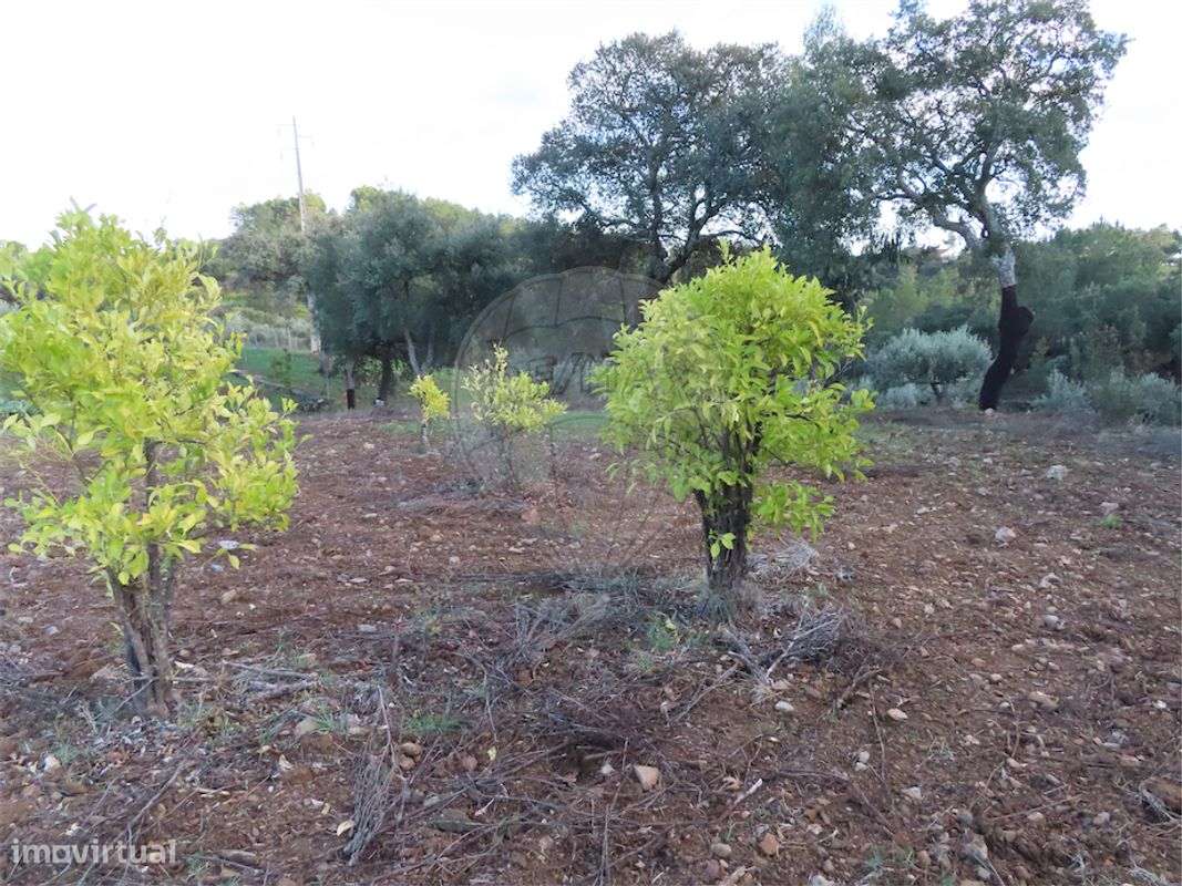 Quinta  para venda - Grande imagem: 5/23