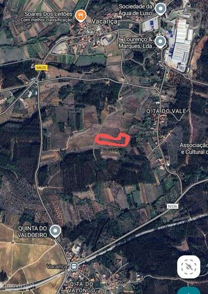 Vinha abandonada na bairrada - Grande imagem: 4/5