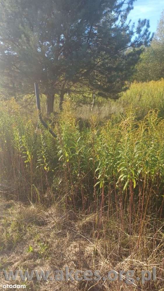 Do Sprzedaży Działka Głosków 1157m2 za 515tys zł. - Pełny obrazek: 5/8