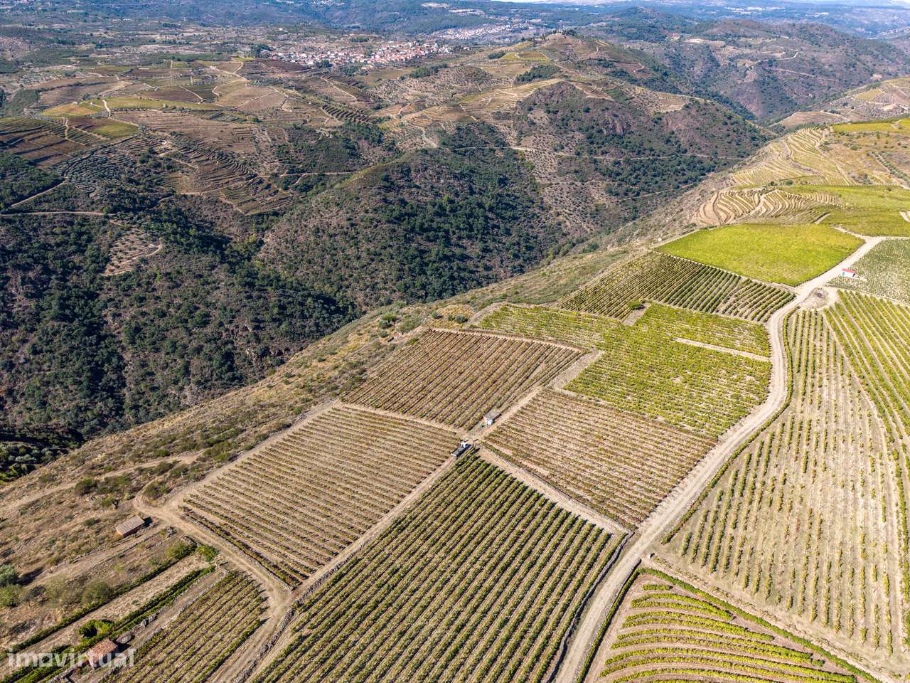 VINHA À VENDA EM MURÇA – REGIÃO DEMARCADA DO DOURO-10