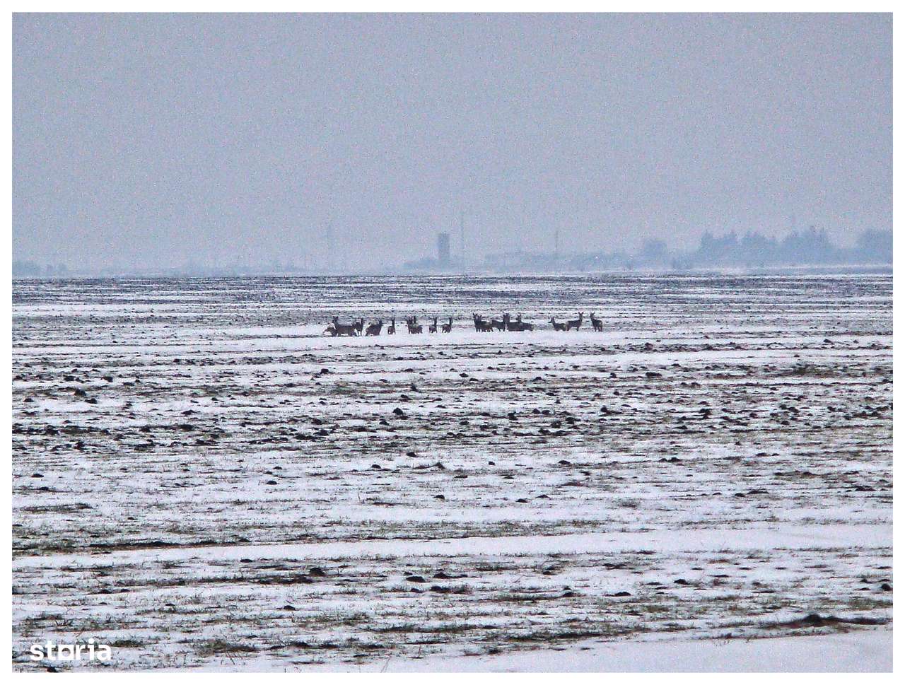 Comunitate verde, teren intravilan case – Frumușani, 13 km-A0. Superb.-13