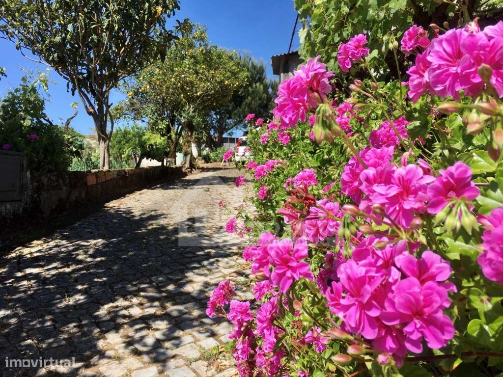 Casa de Campo T3 em Arega, Figueiró dos Vinhos-7