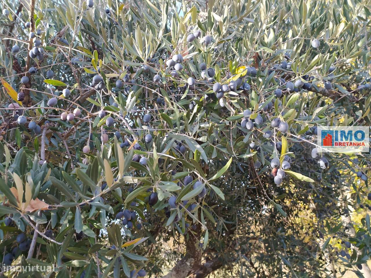 Quinta - Junto ao Fundão - Grande imagem: 4/18