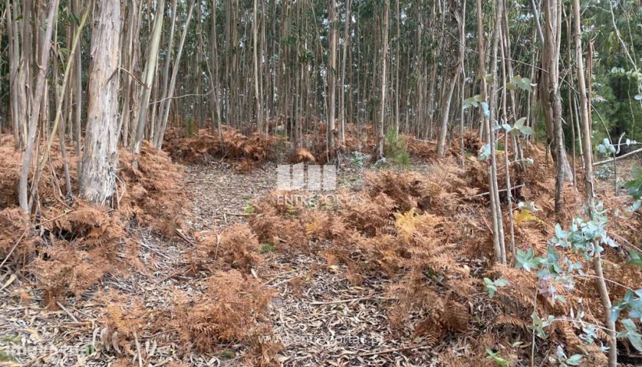 Venda Terreno com 3800m2, Vila Boa do Bispo, Marco de Canaveses - Grande imagem: 5/10