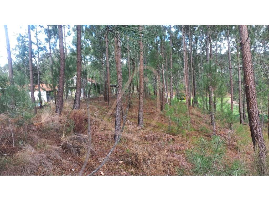 Terreno , terreno para construção - Grande imagem: 4/8