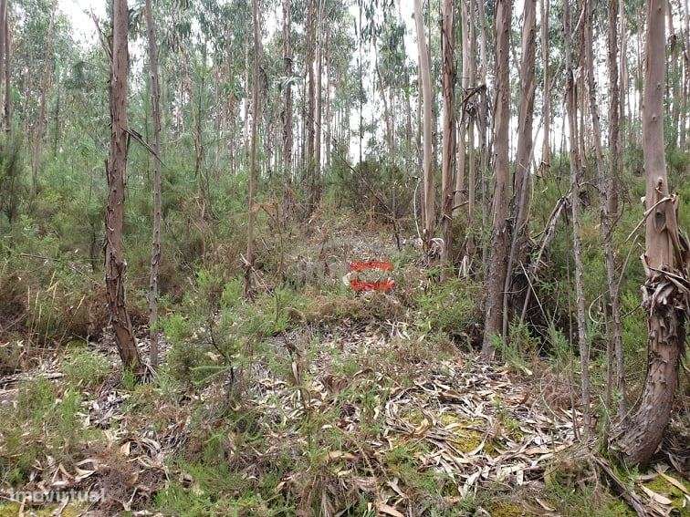 Terreno rústico com eucaliptos, Cercal, Ourém - Grande imagem: 5/5
