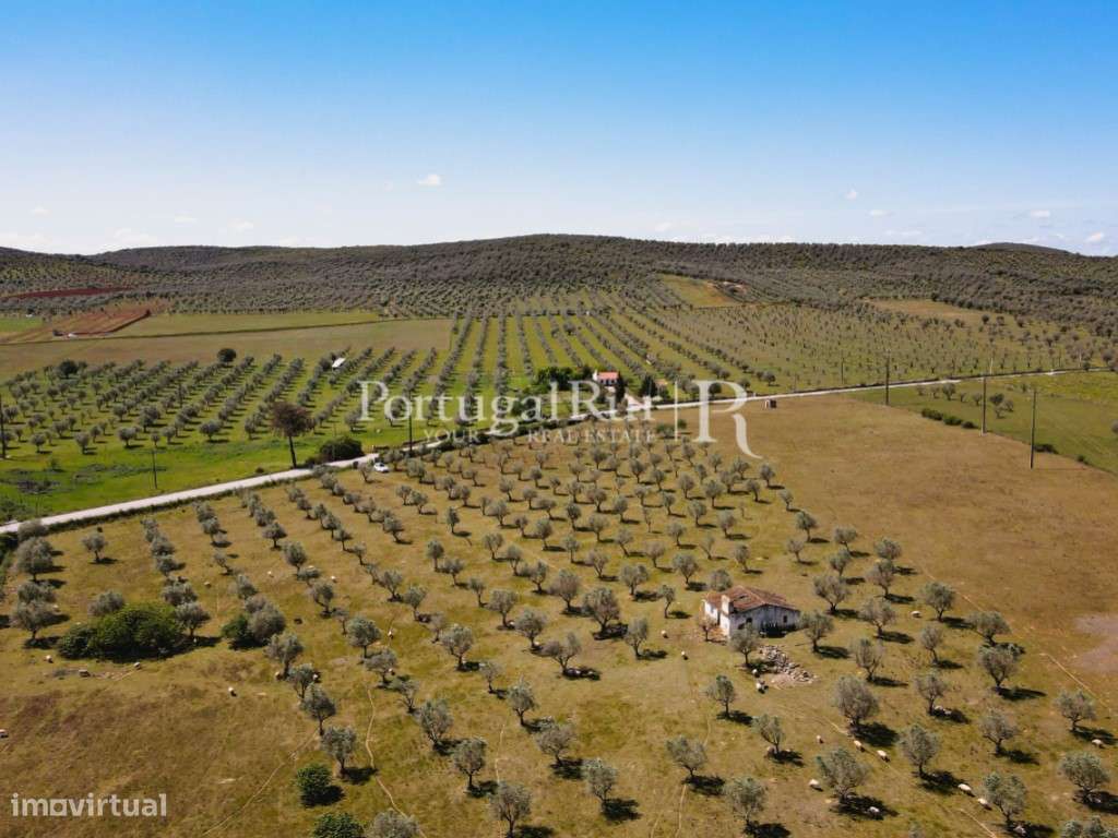 Quinta com monte para recuperar em Sousel - Grande imagem: 5/44