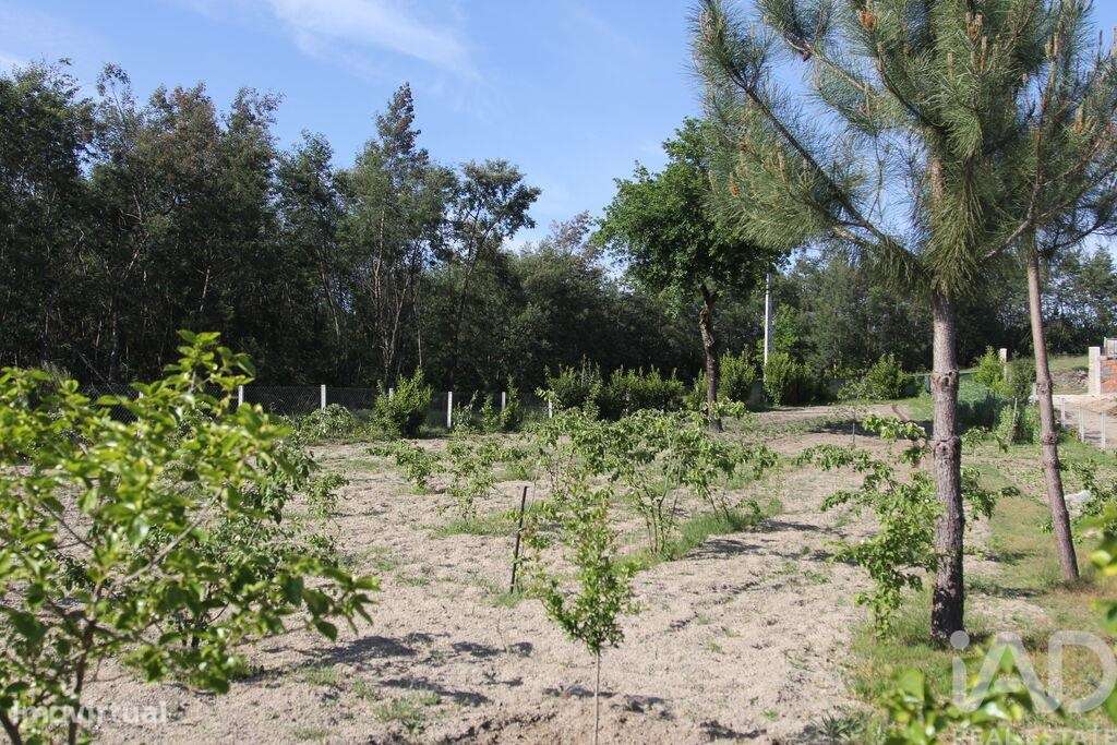 Terreno Agrícola em Oliveira do Hospital e São Paio de Gramaços-9