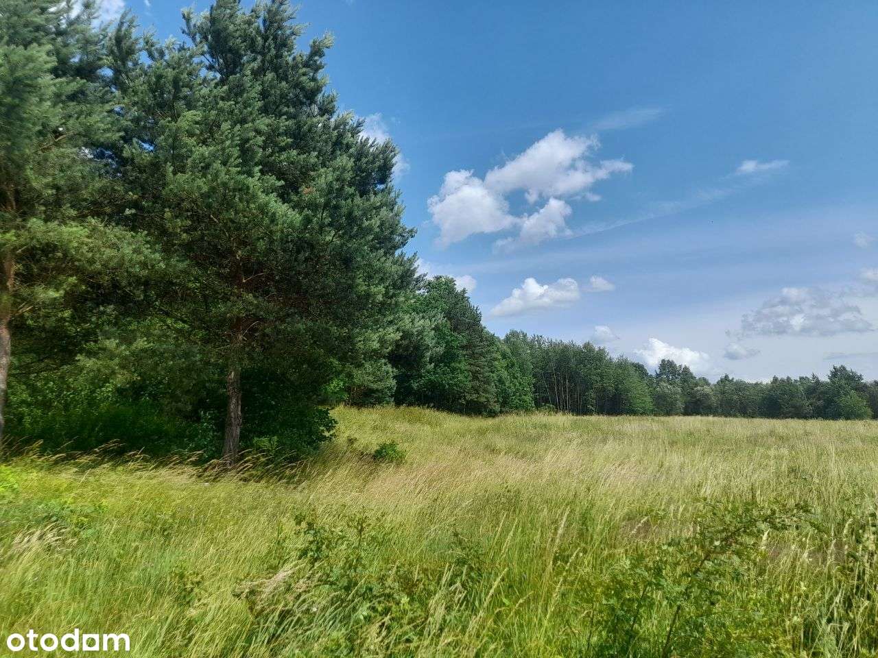 Do sprzedania działka 7100m2 w Serbinowie - Pełny obrazek: 4/4