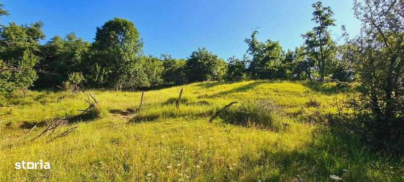 Vand teren EXTRAViLAN 4715 m² (T 27, parcela F 206) in comuna BERTEA - Imagine principală: 5/6