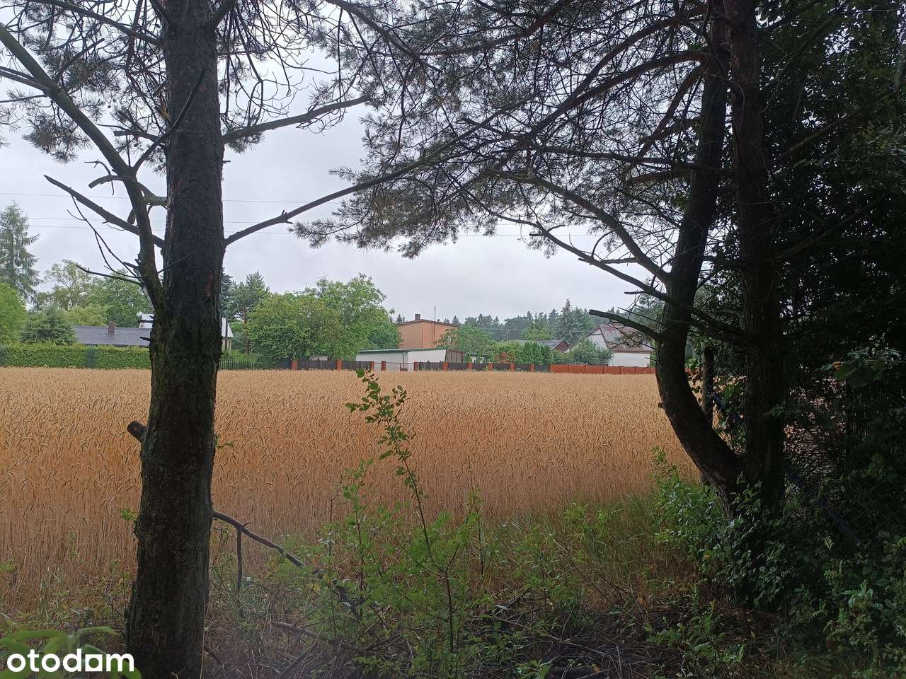 OKAZJA działka budowlana Goławice Drugie k. Pomiechówka - Pełny obrazek: 3/8