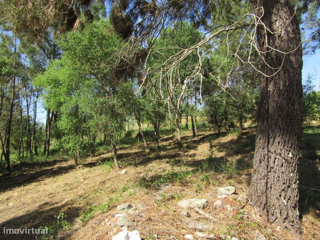 P26-238 Casal da Loba - Terreno Urbanizável no Centro de Portugal e...-5