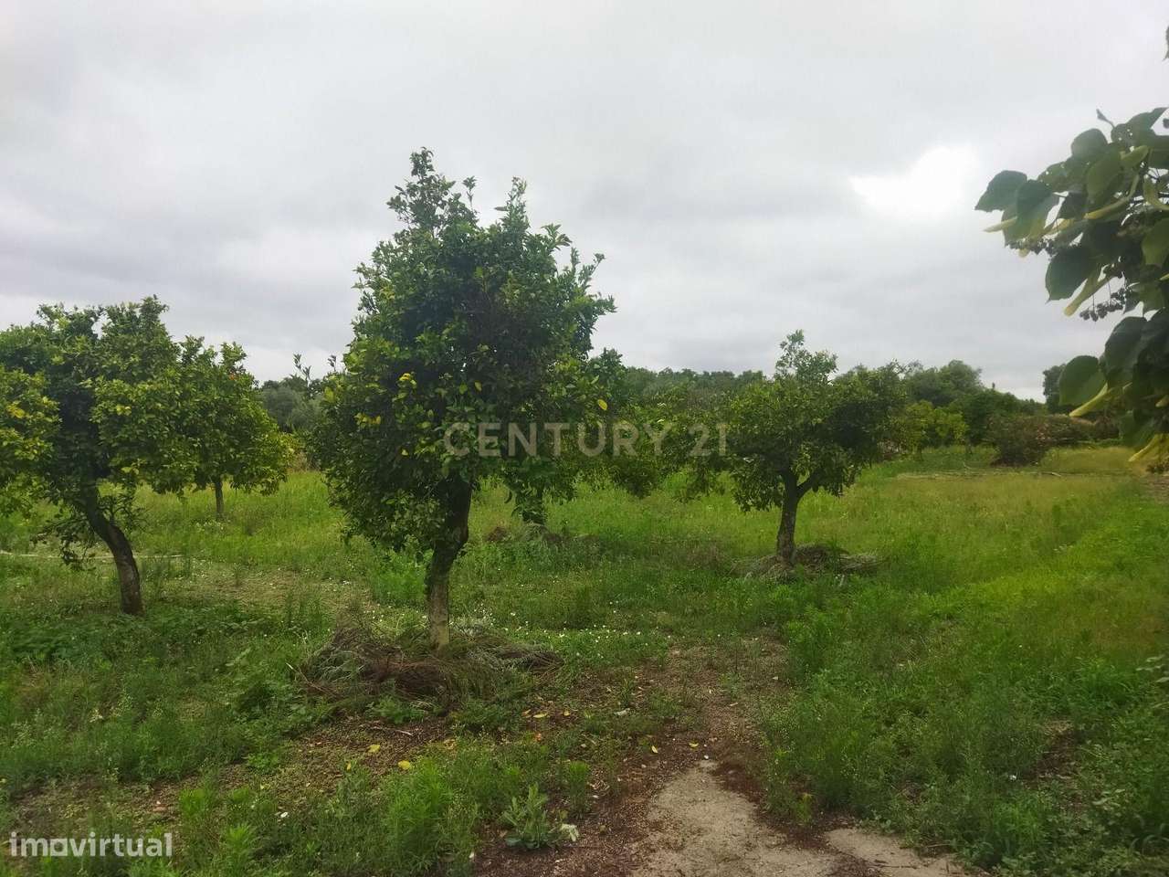 Terreno Rústico na Lousa, Castelo Branco-16