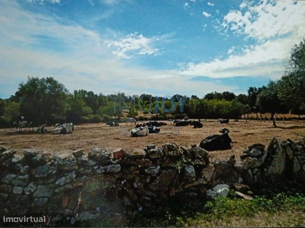 Terreno Rústico para Venda Ade, Guarda - Grande imagem: 4/12