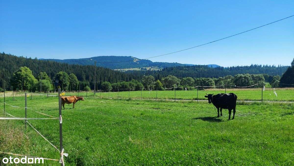 Wyjątkowe Siedlisko 7800 m² – Laliki-7