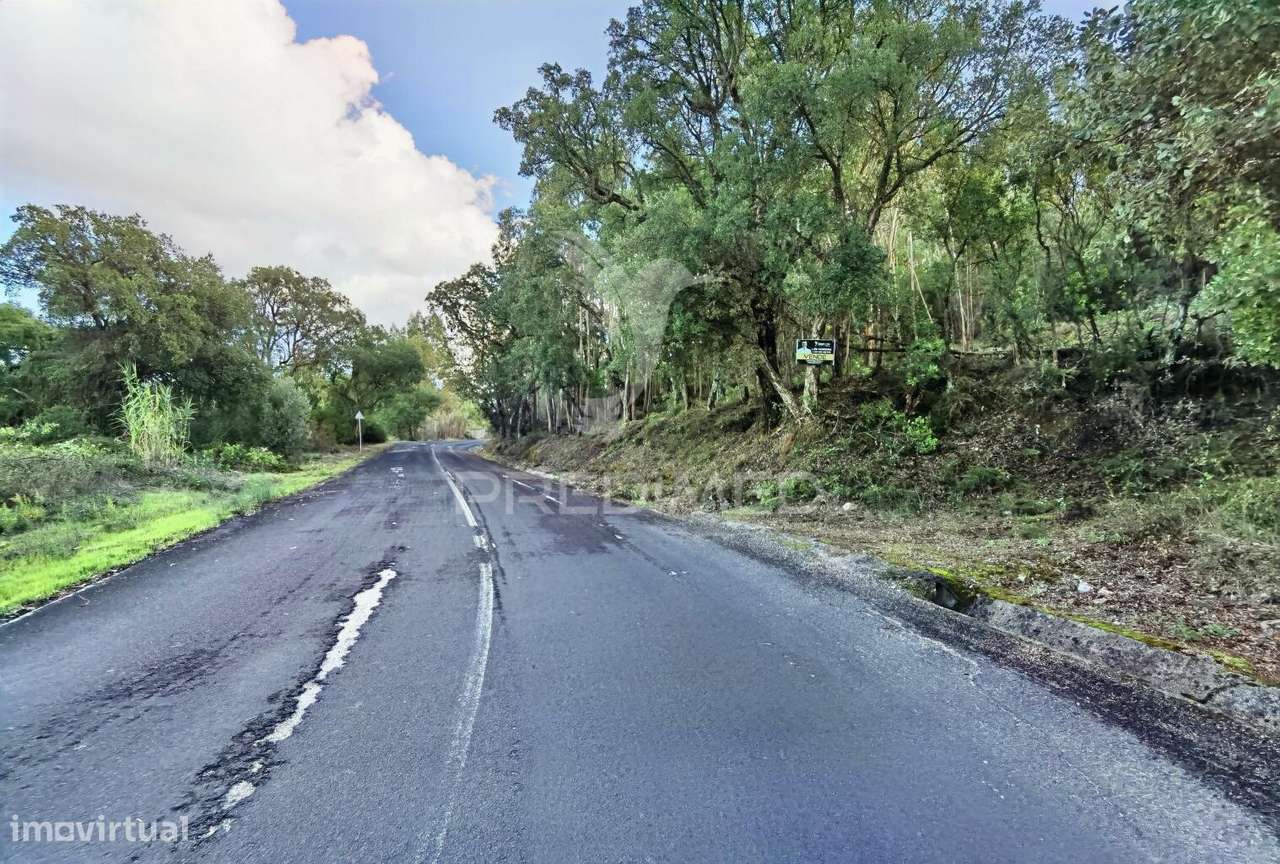 Terreno rústico , composto por eucaliptos / Amiais d Baixo - Grande imagem: 2/27