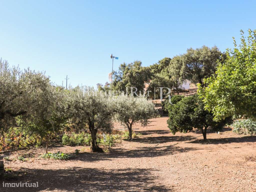 Terreno vedado em Proença-a-Nova - Grande imagem: 4/19