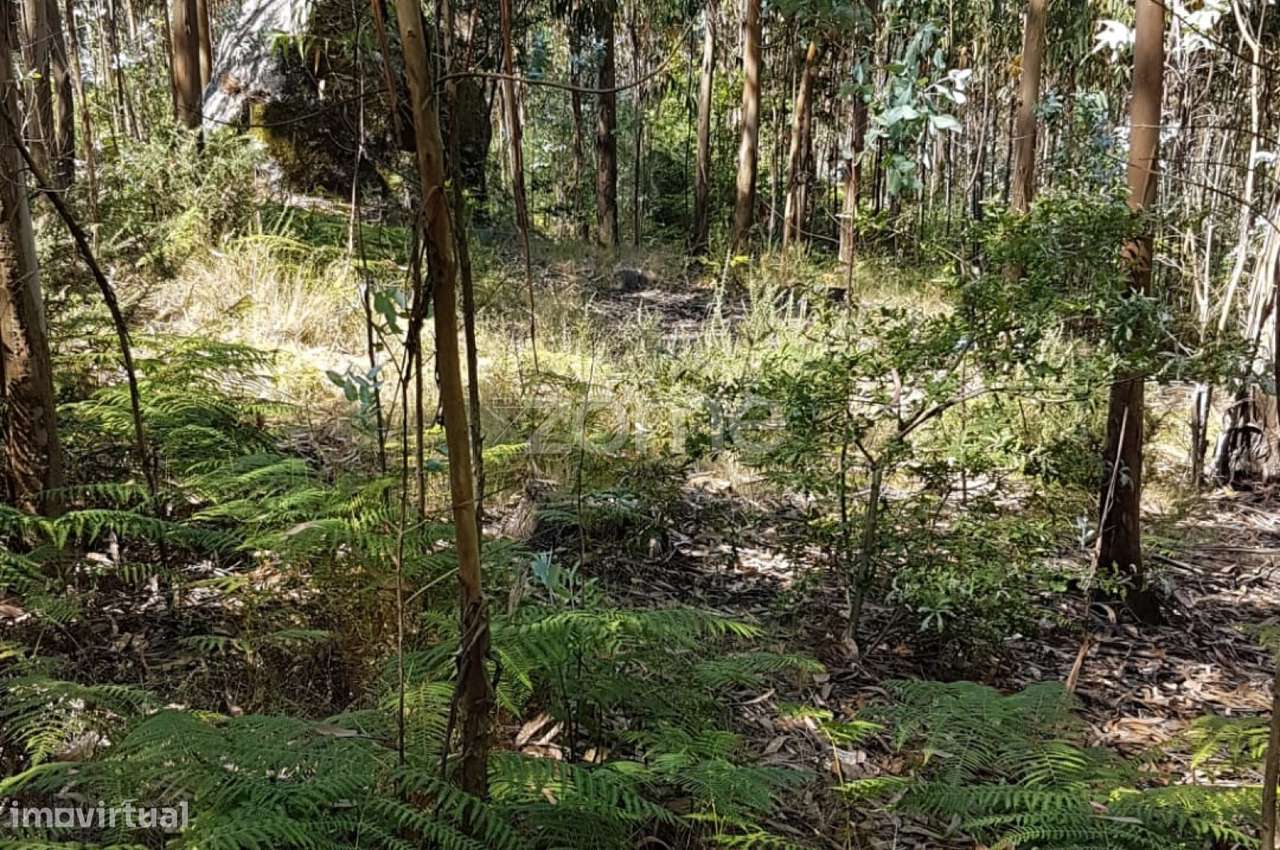 Terreno rústico - Grande imagem: 5/6
