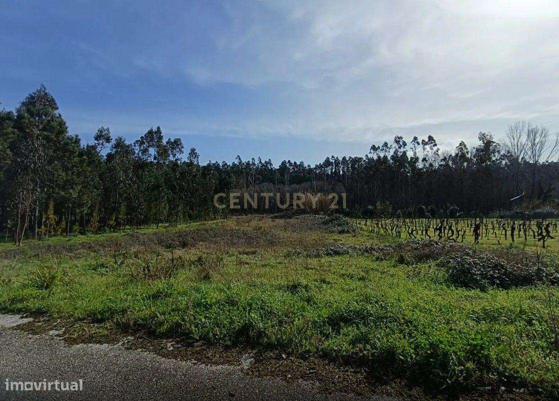 Terreno Florestal em Alvarenga - Grande imagem: 4/4