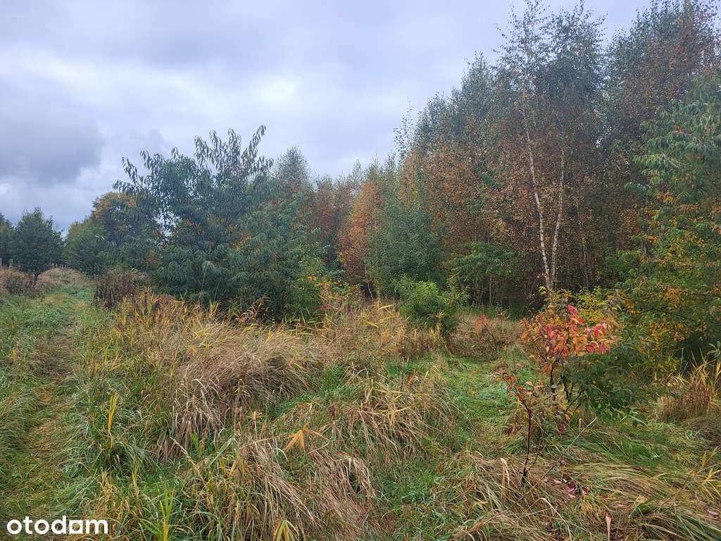 Działka inwestycyjna w Dobrej - Pełny obrazek: 5/8