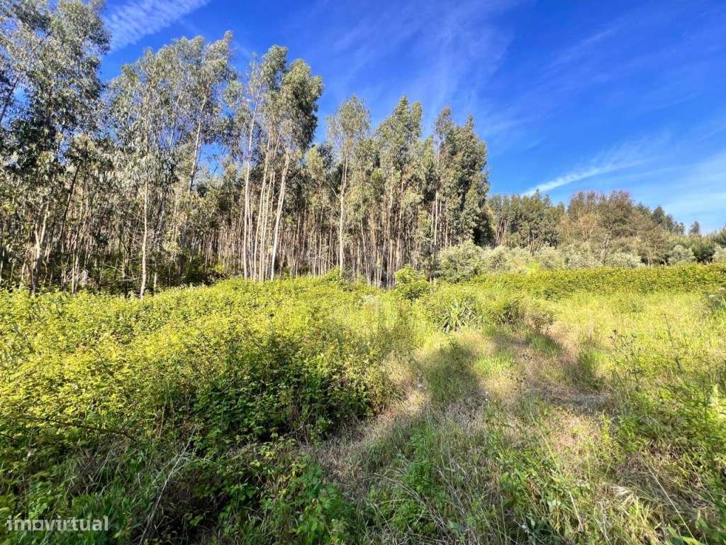 2 Terrenos com área total de 40960m2 em Ferreira do Zezere - Grande imagem: 5/31