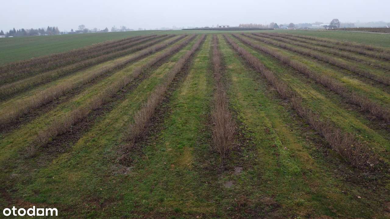 Kompleks  pięciu działek budowlanych Ożarów, gm. Jastków-6