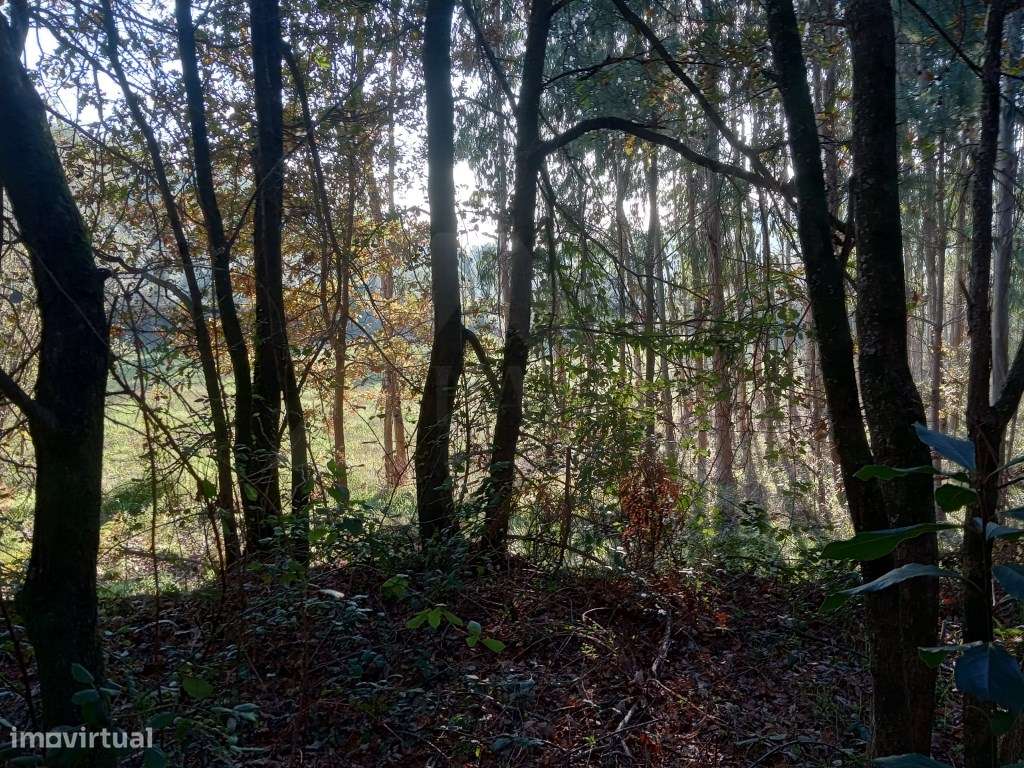 2 Terrenos (3.600 m2) em Anais. - Grande imagem: 4/5