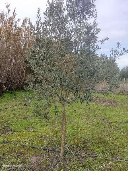Terreno Gloria do Ribatejo e Granho - Grande imagem: 4/8