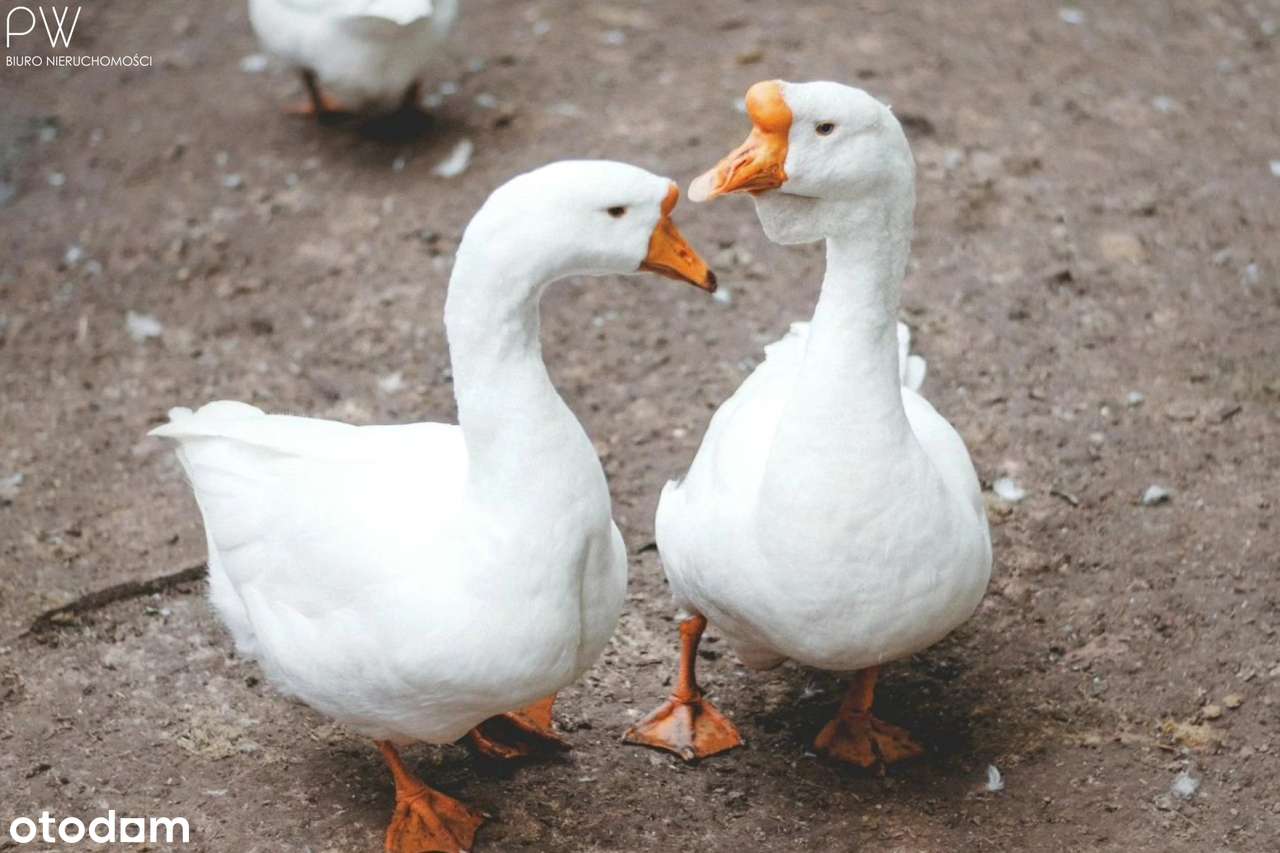 Wyjątkowe siedlisko, dom stodoła - Pełny obrazek: 4/20