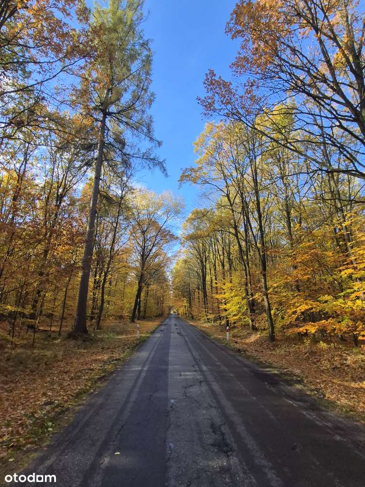 Działka z widokiem na las - Pełny obrazek: 4/5