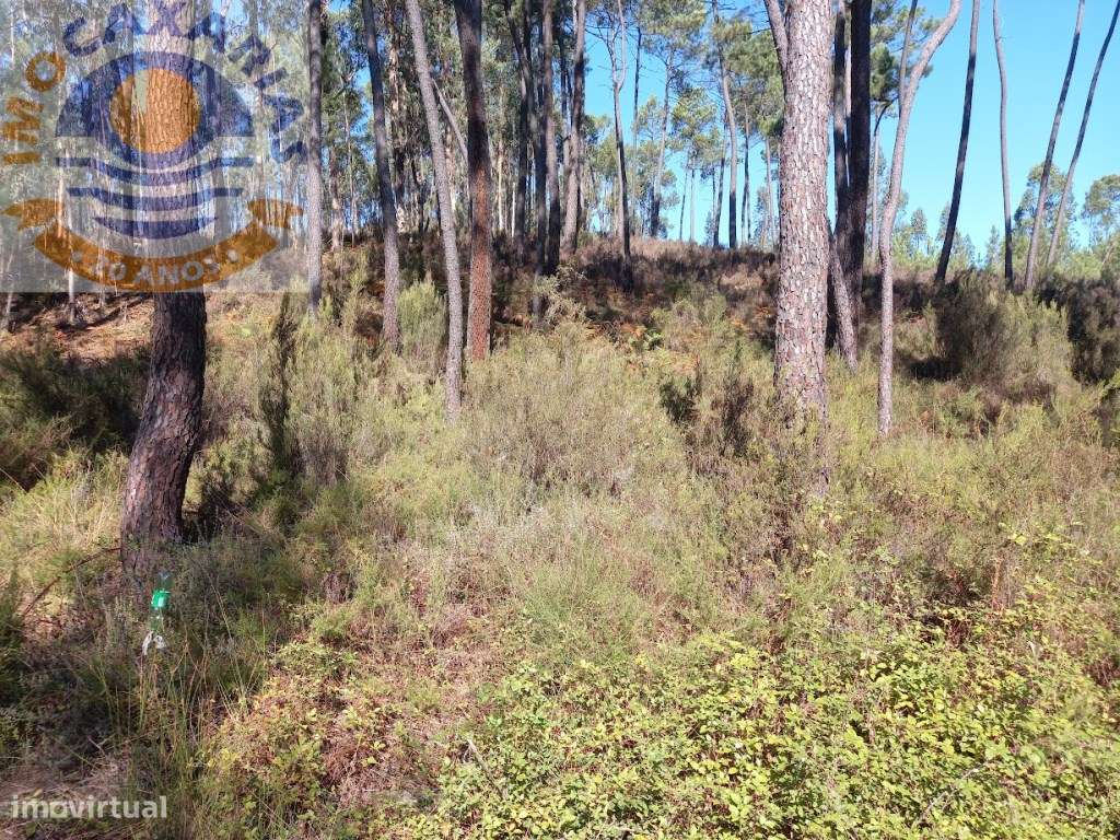 Terreno com pinhal e eucaliptos! - Grande imagem: 3/4
