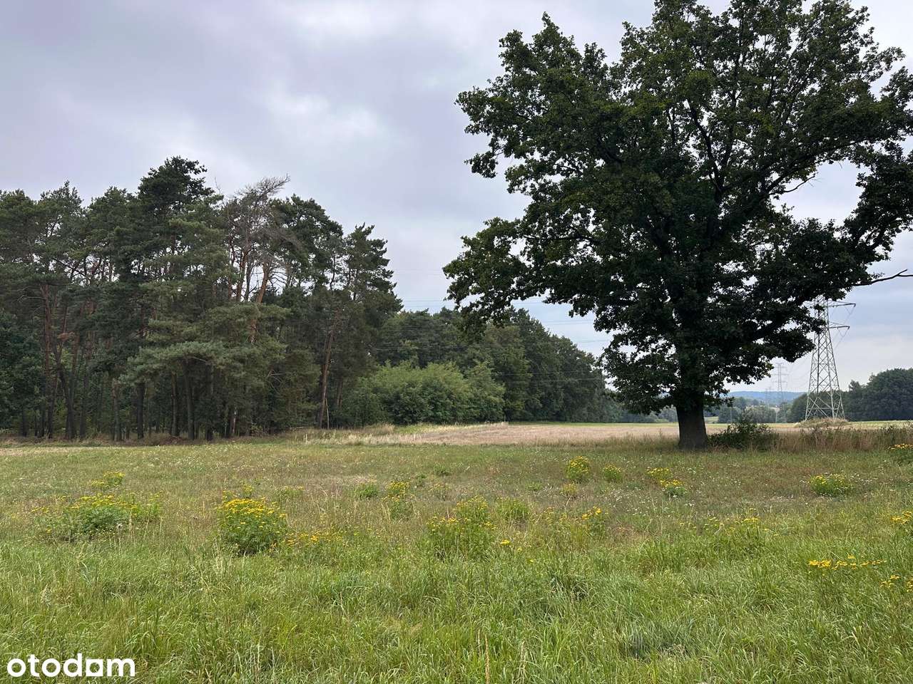 Atrakcyjna działka budowlana przy lesie, wieś Śrem k.Sierakowa-5